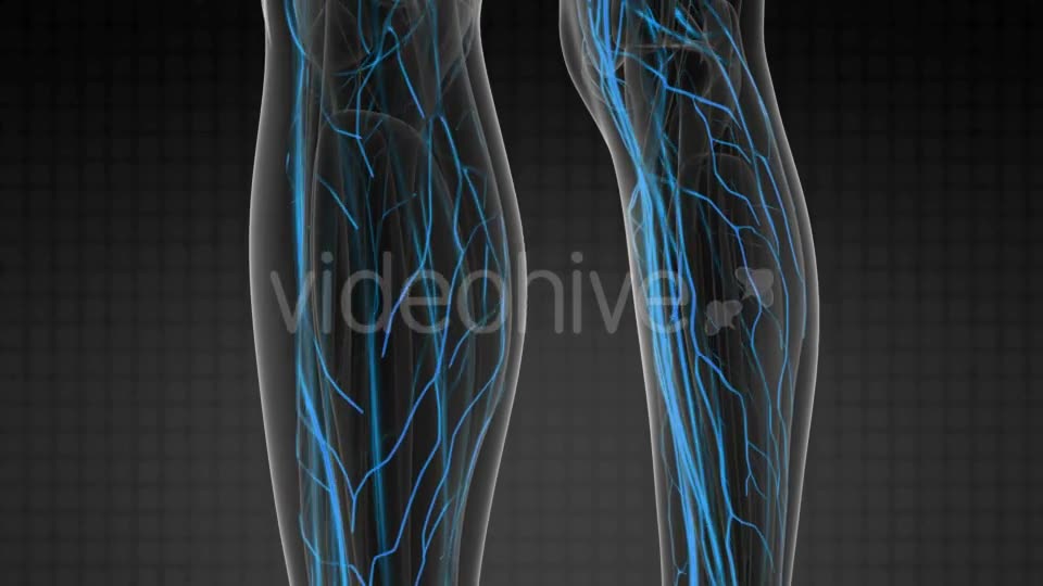 Human Body with Glow Blood Vessels - Download Videohive 20506703