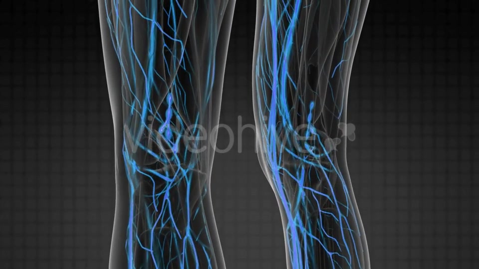 Human Body with Glow Blood Vessels - Download Videohive 20506703