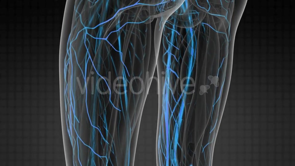Human Body with Glow Blood Vessels - Download Videohive 20506703