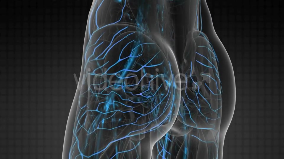 Human Body with Glow Blood Vessels - Download Videohive 20506703