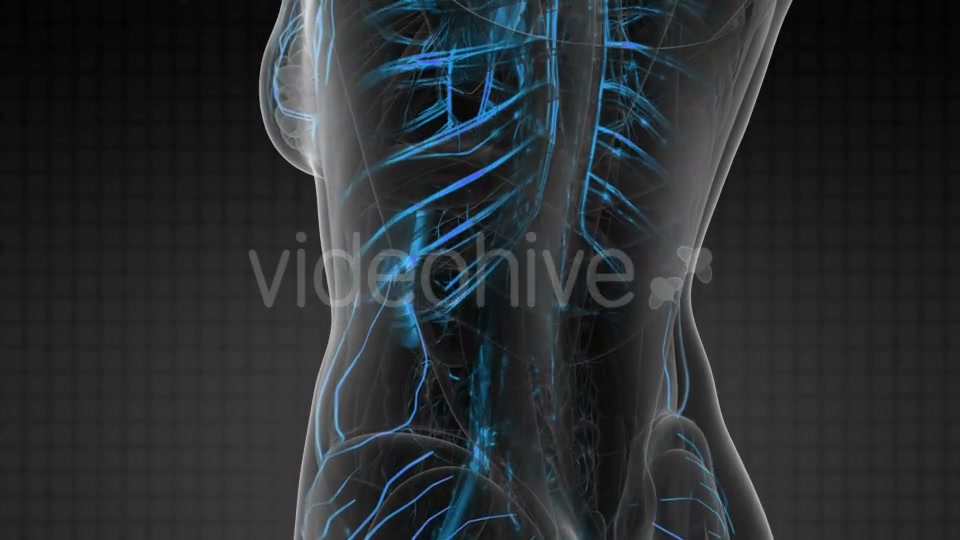 Human Body with Glow Blood Vessels - Download Videohive 20506703