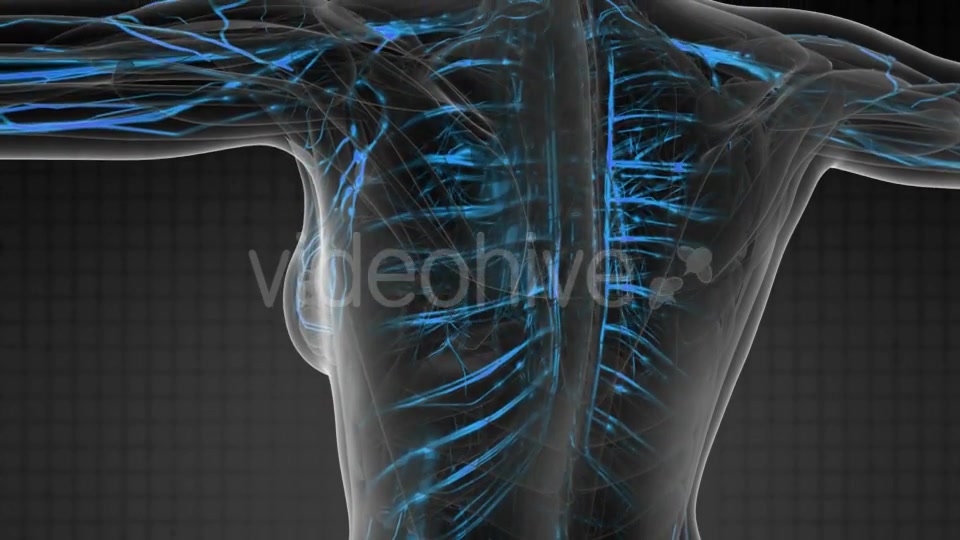 Human Body with Glow Blood Vessels - Download Videohive 20506703