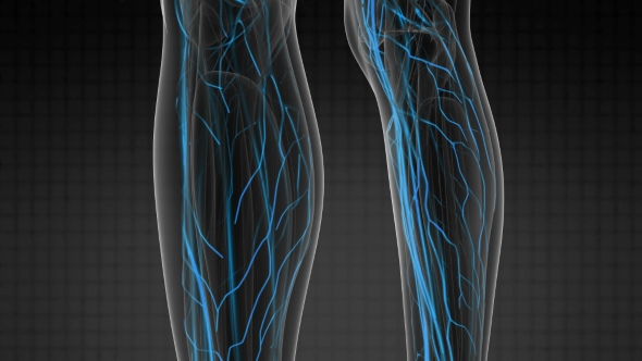 Human Body with Glow Blood Vessels - Download Videohive 20506703