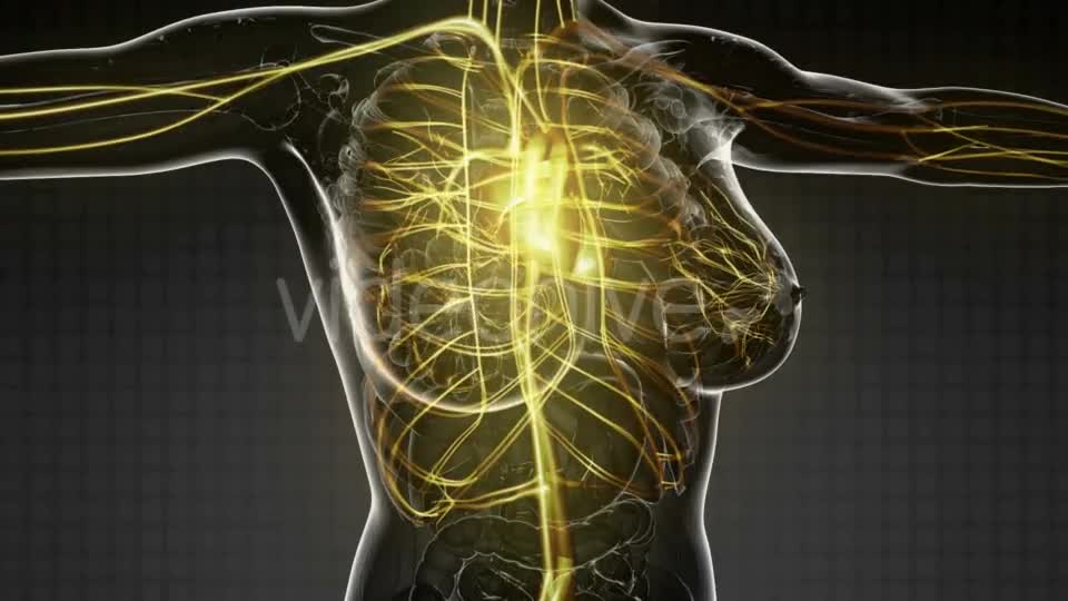 Human Body with Glow Blood Vessels - Download Videohive 20567276