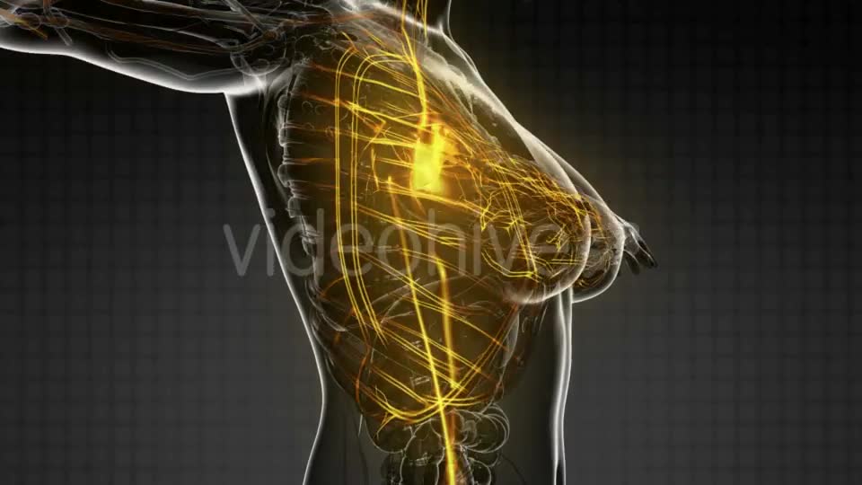 Human Body with Glow Blood Vessels - Download Videohive 20567276