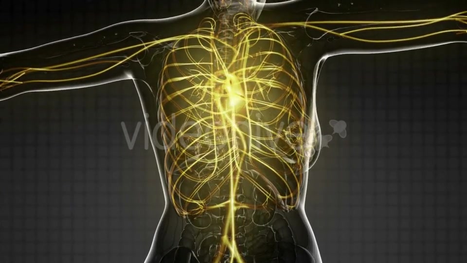 Human Body with Glow Blood Vessels - Download Videohive 20567276