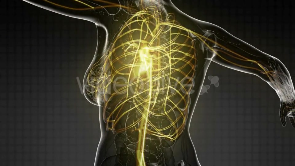 Human Body with Glow Blood Vessels - Download Videohive 20567276