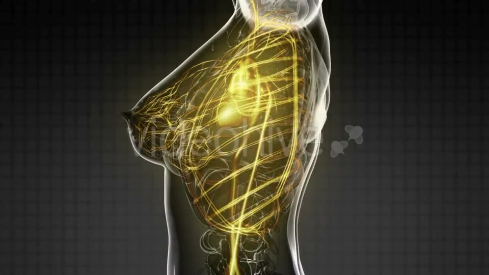Human Body with Glow Blood Vessels - Download Videohive 20567276