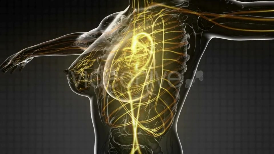 Human Body with Glow Blood Vessels - Download Videohive 20567276