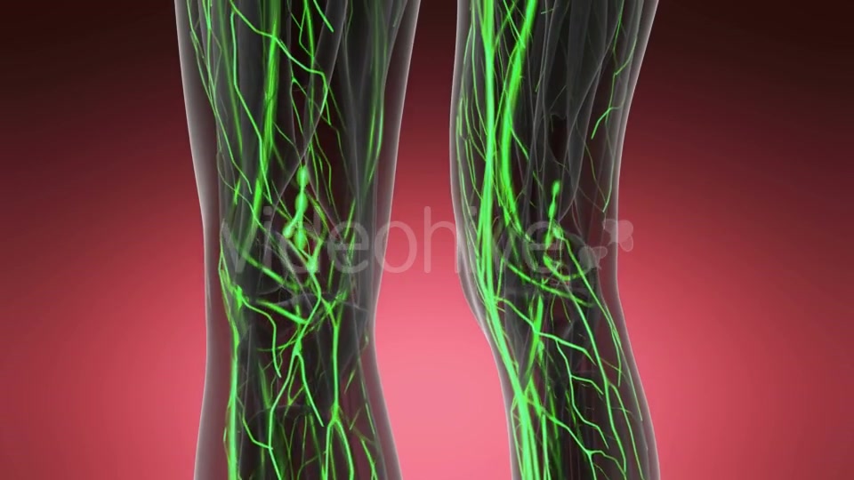 Human Body with Glow Blood Vessels - Download Videohive 20567290
