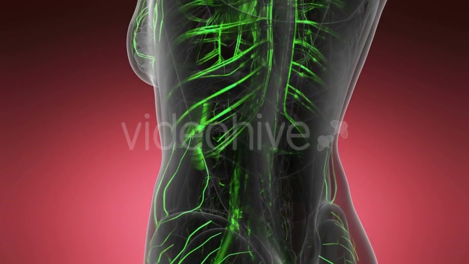 Human Body with Glow Blood Vessels - Download Videohive 20567290