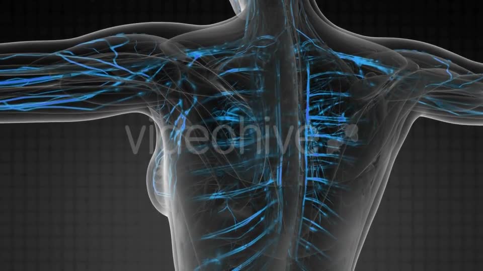 Human Body with Glow Blood Vessels - Download Videohive 20567306