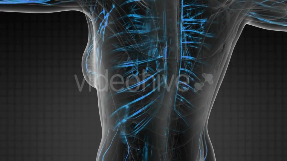 Human Body with Glow Blood Vessels - Download Videohive 20567306