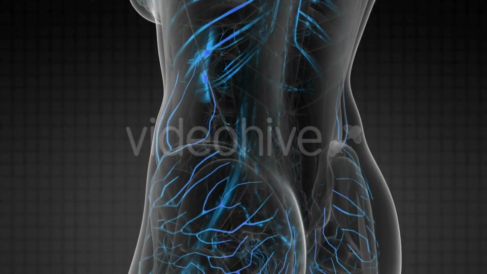 Human Body with Glow Blood Vessels - Download Videohive 20567306