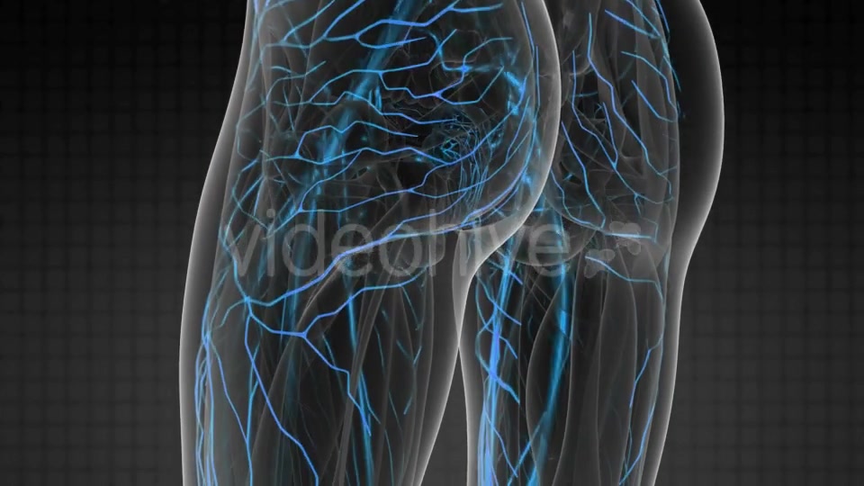 Human Body with Glow Blood Vessels - Download Videohive 20567306