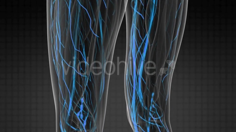 Human Body with Glow Blood Vessels - Download Videohive 20567306