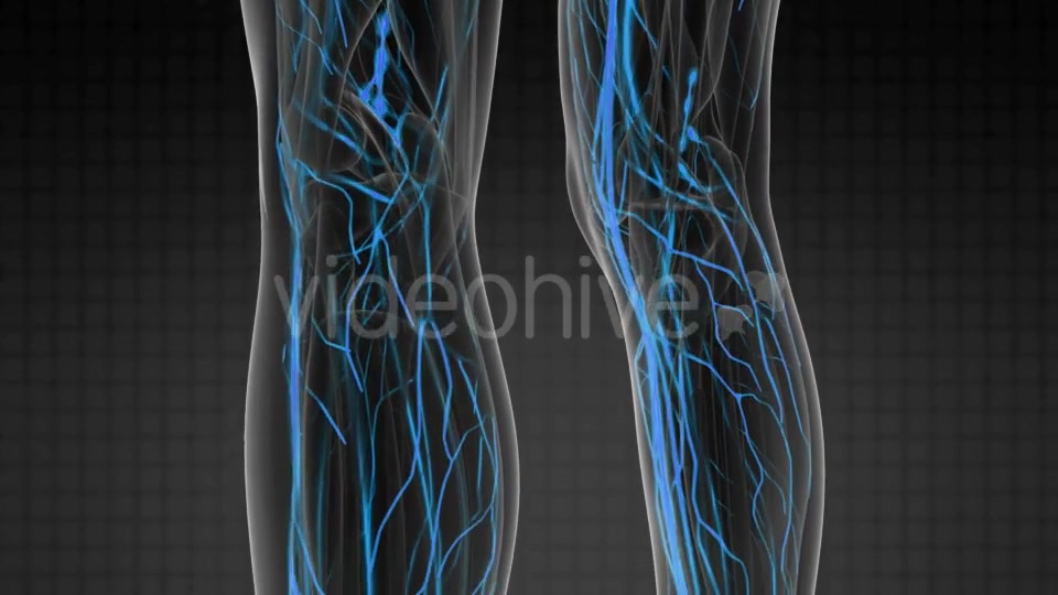 Human Body with Glow Blood Vessels - Download Videohive 20567306