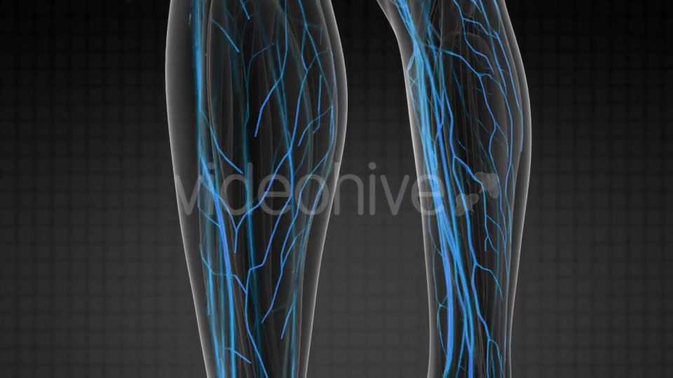 Human Body with Glow Blood Vessels - Download Videohive 20567306