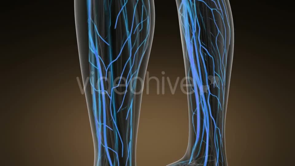 Human Body with Glow Blood Vessels - Download Videohive 20624992