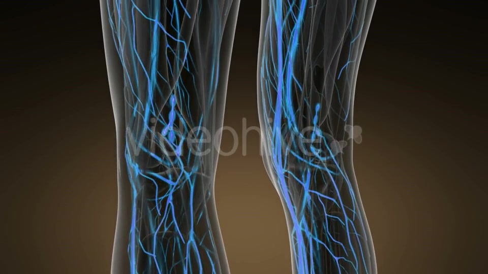 Human Body with Glow Blood Vessels - Download Videohive 20624992