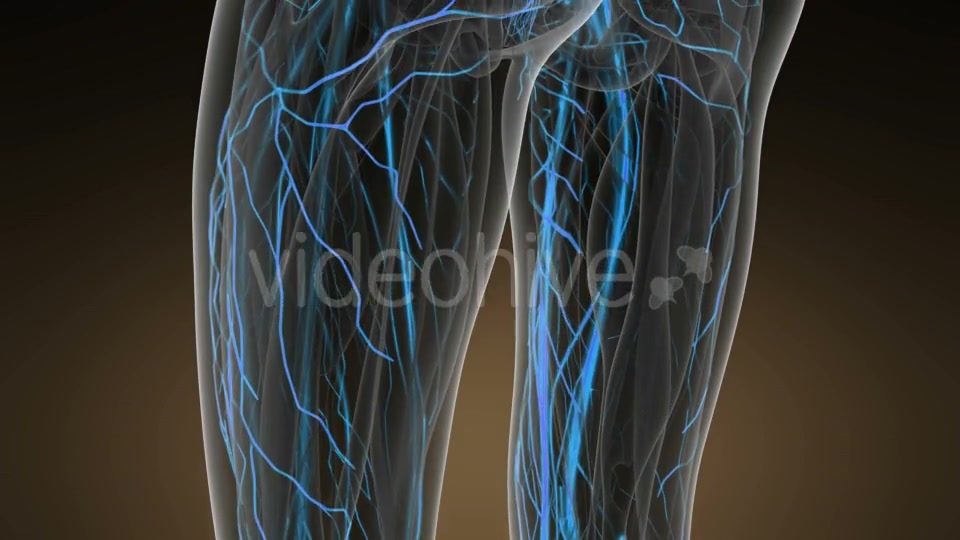 Human Body with Glow Blood Vessels - Download Videohive 20624992