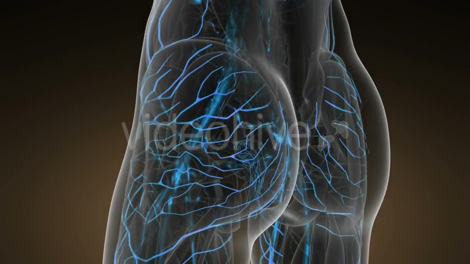 Human Body with Glow Blood Vessels - Download Videohive 20624992