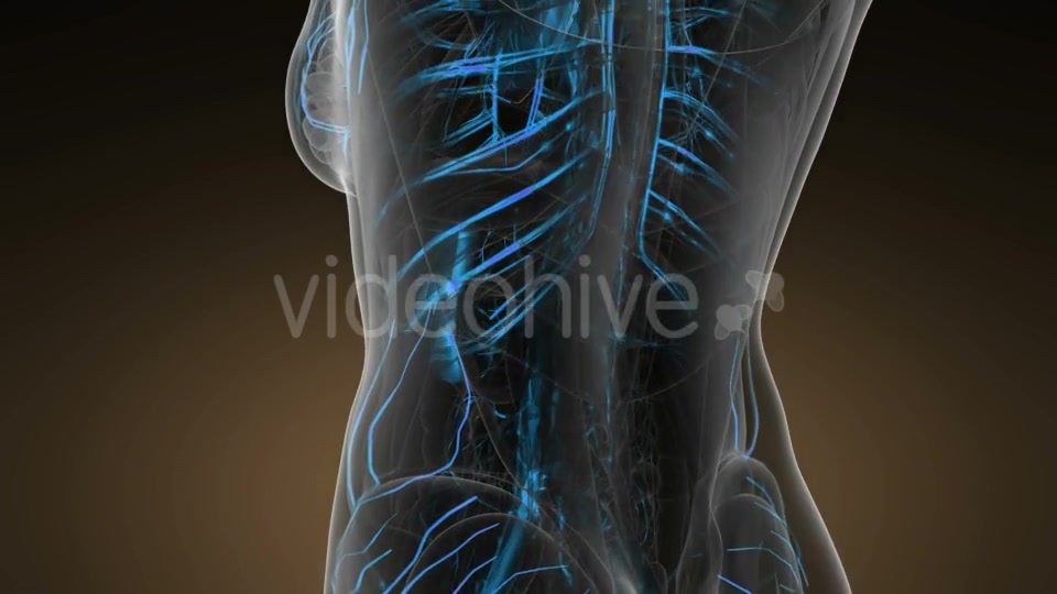 Human Body with Glow Blood Vessels - Download Videohive 20624992