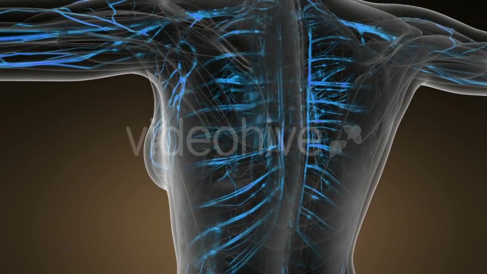 Human Body with Glow Blood Vessels - Download Videohive 20624992