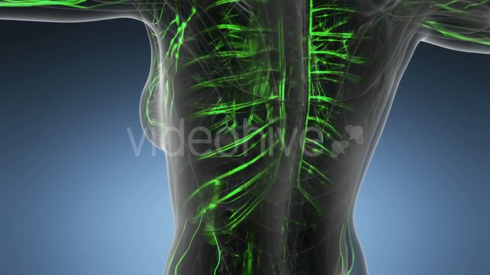 Human Body with Glow Blood Vessels - Download Videohive 20734226