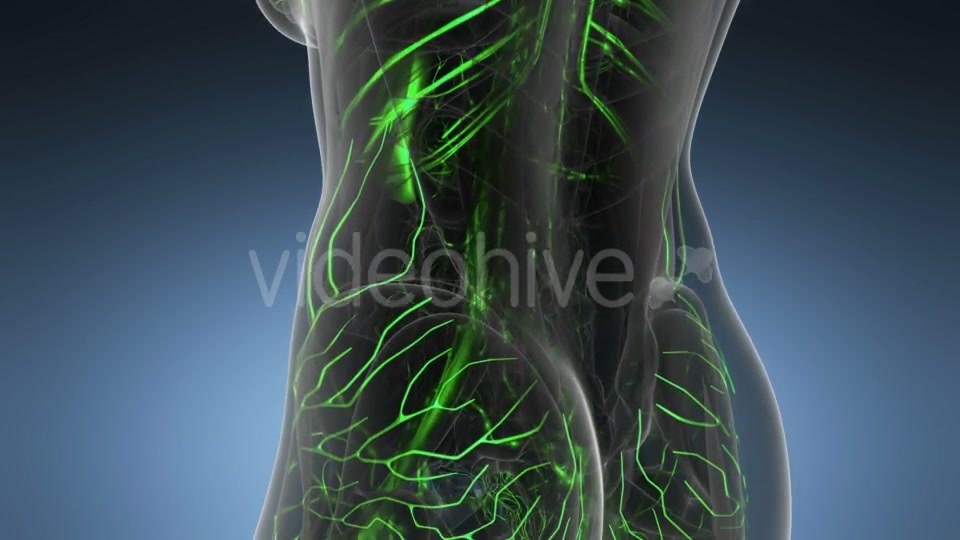 Human Body with Glow Blood Vessels - Download Videohive 20734226