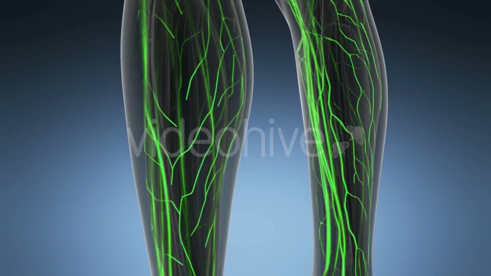 Human Body with Glow Blood Vessels - Download Videohive 20734226