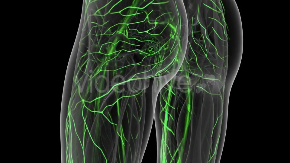 Human Body with Glow Blood Vessels - Download Videohive 20778158