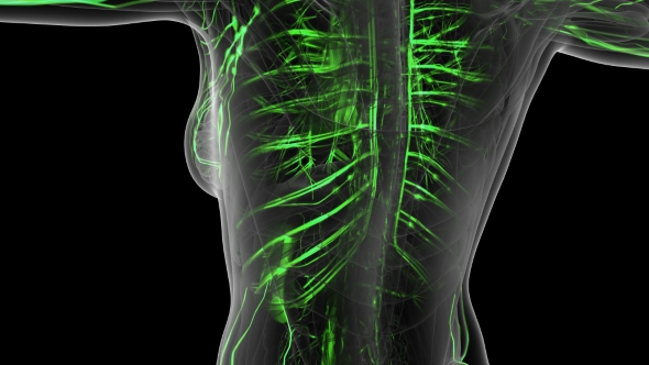 Human Body with Glow Blood Vessels - Download Videohive 20778158