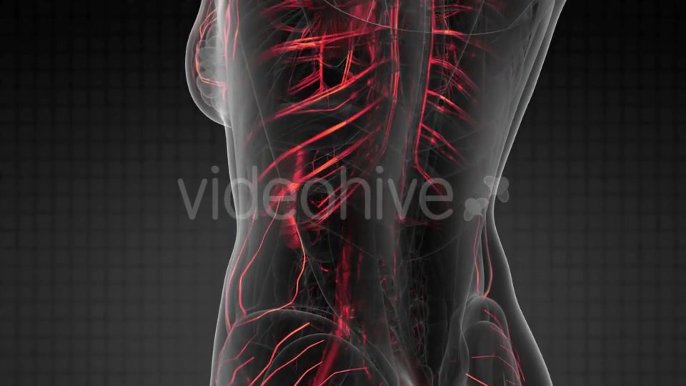 Human Body with Glow Blood Vessels - Download Videohive 20778180