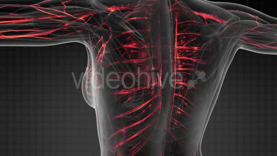Human Body with Glow Blood Vessels - Download Videohive 20778180