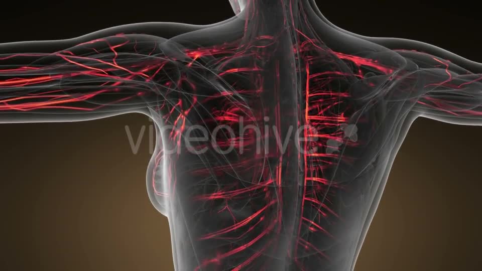 Human Body with Glow Blood Vessels - Download Videohive 20823609