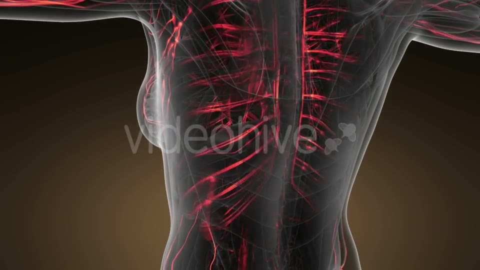 Human Body with Glow Blood Vessels - Download Videohive 20823609