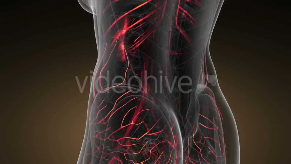 Human Body with Glow Blood Vessels - Download Videohive 20823609