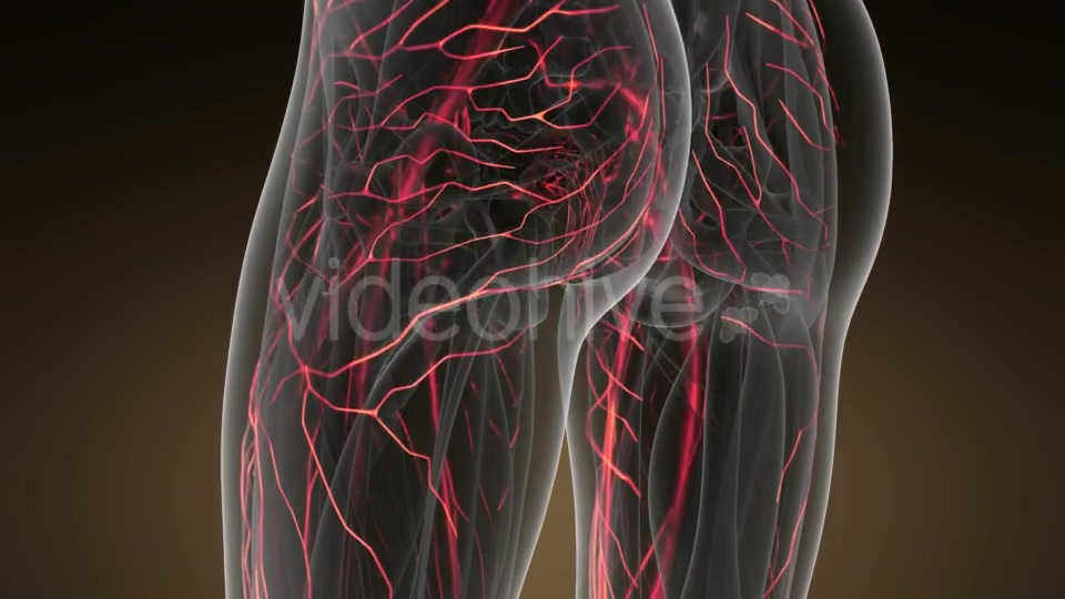 Human Body with Glow Blood Vessels - Download Videohive 20823609