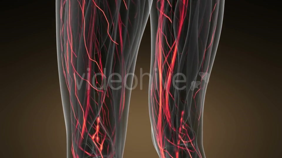 Human Body with Glow Blood Vessels - Download Videohive 20823609