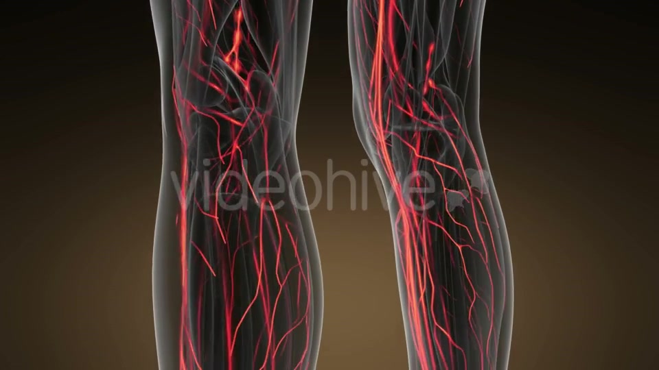 Human Body with Glow Blood Vessels - Download Videohive 20823609