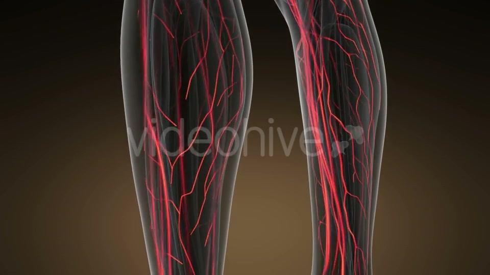 Human Body with Glow Blood Vessels - Download Videohive 20823609