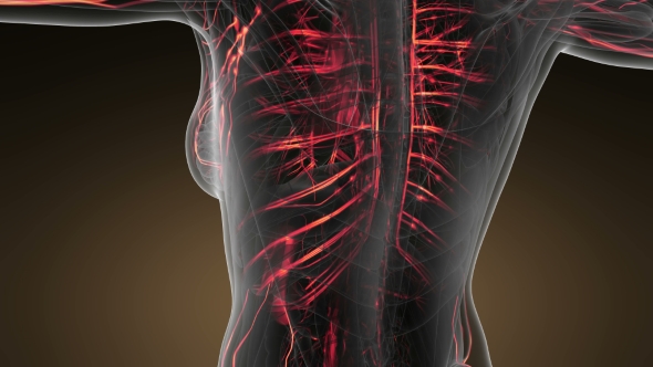 Human Body with Glow Blood Vessels - Download Videohive 20823609