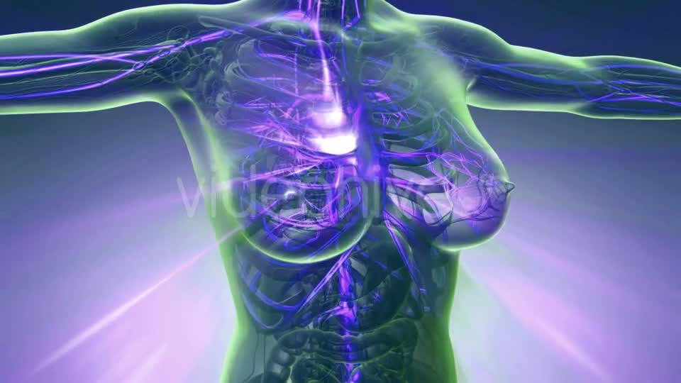 Human Body with Glow Blood Vessels - Download Videohive 20823960