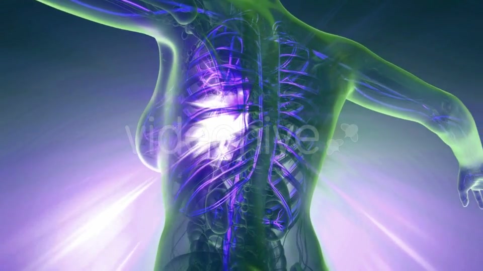 Human Body with Glow Blood Vessels - Download Videohive 20823960