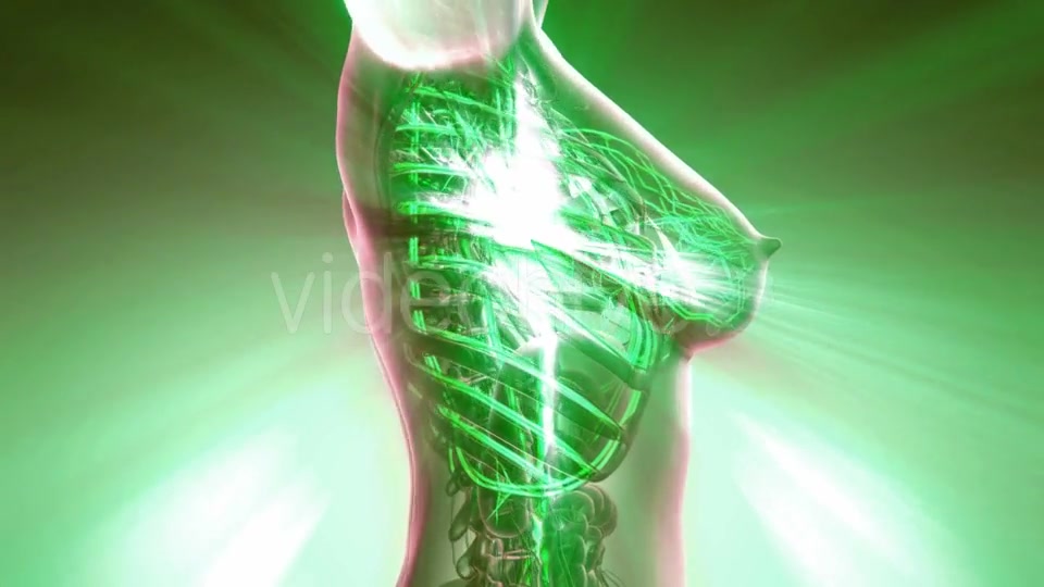 Human Body with Glow Blood Vessels - Download Videohive 20823967