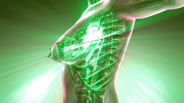 Human Body with Glow Blood Vessels - Download Videohive 20823967