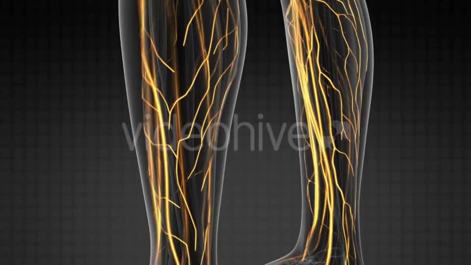 Human Body with Glow Blood Vessels - Download Videohive 20856931