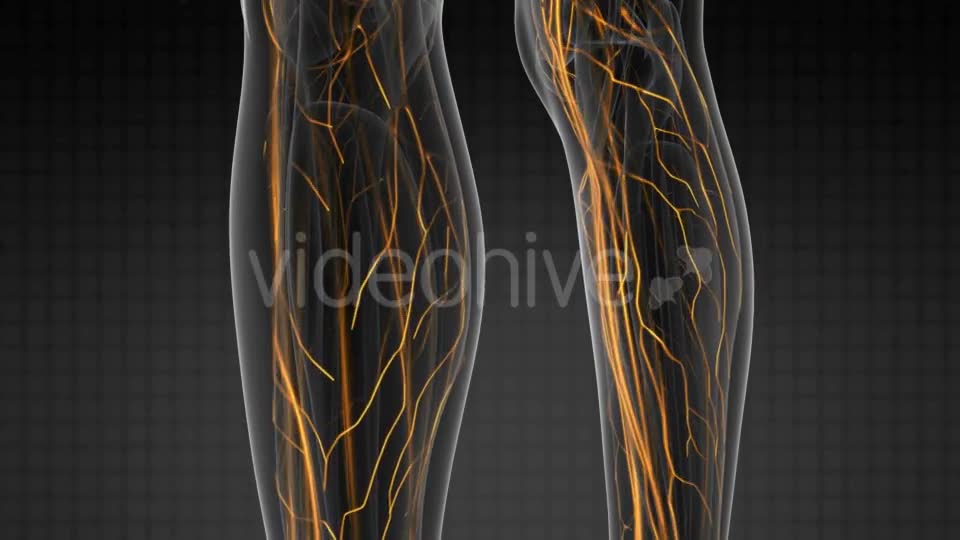 Human Body with Glow Blood Vessels - Download Videohive 20856931