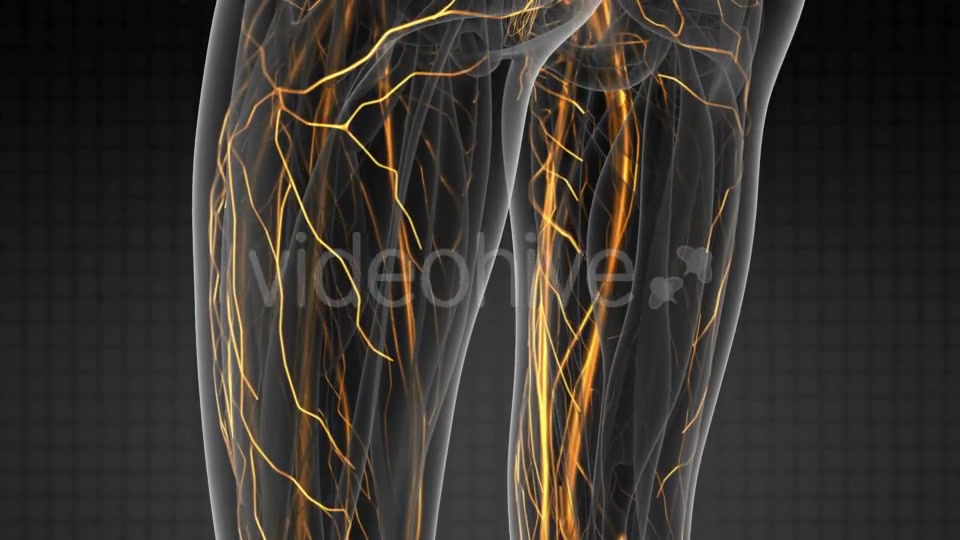 Human Body with Glow Blood Vessels - Download Videohive 20856931